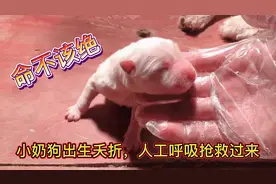 小奶狗一出生就夭折，主人立马人工呼吸抢救过来。