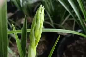 一颗绿花苞的蕙兰，会开什么样的花视频封面