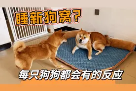 当一只狗狗得到一个新狗窝，它们的反应都是一样的，傻傻的样子
