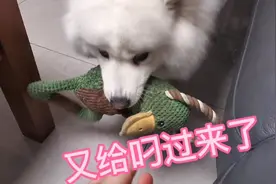 一看你闲下来，就把玩具叼过来，恐怕铲屎的闲着难受😂视频封面