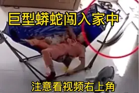 当巨型蟒蛇爬入家中、车内时该如何正确应对呢，来看看视频吧！视频封面
