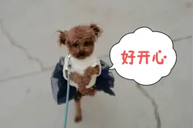 泰迪一个多月没出门，第一次出来激动坏了，开心的像小孩子一样！