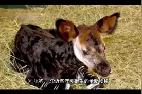 暖男与舔狗的区别视频封面