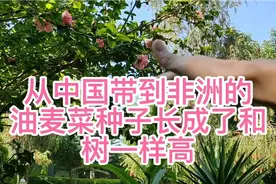 从中国带到非洲的油麦菜种子，在非洲土地上长的也不像莴笋像什么视频封面