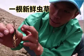 120元一根的冬虫夏草，吃了到底有没有效果，很多人不知道