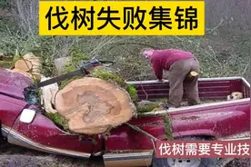 伐树失败集锦，砍伐大树需要专业伐木工安全操作，否则会发生危险