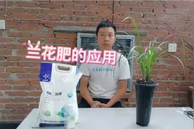 兰花养护过程中肥的应用，最常用高效安全的两种肥料，新手适用！视频封面