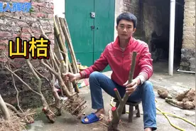 东风桔也叫山桔，为什么那么多人喜欢，你知道它的意义视频封面