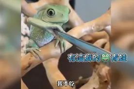 有洁癖的青蛙 我不是那么随便的人！视频封面