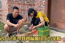 又到找鸡枞菌季节，龙哥摸索一套找菇经验，想了解看视频一学就会视频封面