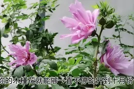 盆栽木槿花，花苞还没开放就发黄脱落，从三个方向找原因，排除视频封面