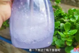 长寿花上面长满了小黑点、小白点？水里加上这两种东西快速消灭掉视频封面