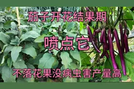 茄子开花结果期，给它喷一喷，茄子不落花果不畸形，没病虫产量高