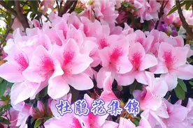 杜鹃花，花中西施，花姿妖娆，五彩缤纷，云蒸霞蔚视频封面