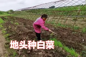 黑龙江农村，北大荒庄稼人地头种了400棵白菜，希望能卖个好价钱视频封面