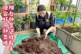 配制阳台种菜的种植土，方法简单，便宜又好用，赶紧试试吧视频封面