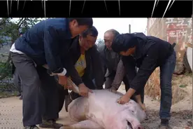 抓猪也是一件趣事…视频封面