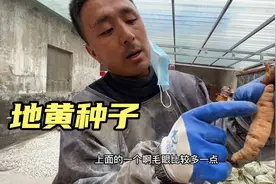 今年的地黄种子价格有点猛呀，15块钱一斤，比往年整整贵了10倍视频封面