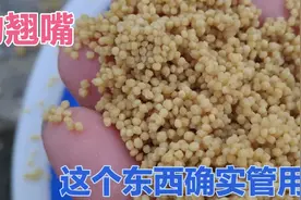 钓翘嘴武昌，泡泡球+嫩玉米确实厉害，今天头一回使用就狂拉！视频封面