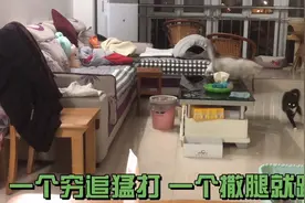 看两只猫如何在家里追逐打闹，大闹天宫，乖乖！今天胖子这么灵活