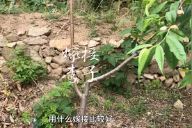 三农：李子用什么嫁接好，桃树还是杏树。视频封面