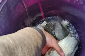 潍坊峡山水库，疫情解封以后人真多，大家看看都有怎么钓鱼的？视频封面