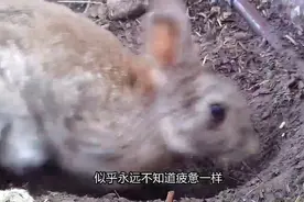 野兔育儿有多难？不光频繁喂奶，喂完奶还要将幼崽活埋了视频封面