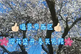 温哥华西区Kerrisdale街区随拍，早春樱花绽放，景色宜人视频封面