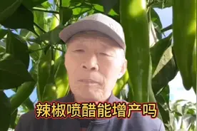 辣椒喷醋不但能增产，而且还能预防辣椒上的病虫害，增产效果显著视频封面