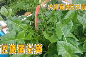 大叶蒲公英一年能割6茬，持续割5、6年，如果有两亩地肯定能发家