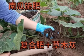 南瓜施肥用草木灰加复合肥，肥效更持久，南瓜结得又多又大