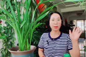 七月是兰花病虫害的高发期，怎么预防？视频封面