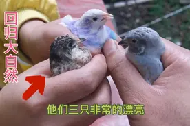 网购的小鸟 据说是国家保护动物、有谁认识暖哥将他们放回大自然视频封面
