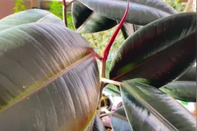 橡皮树这样养护，生长旺盛，新叶长得快！视频封面