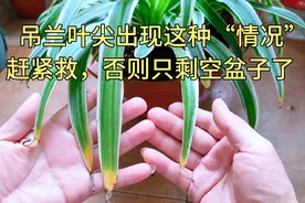 吊兰叶尖干枯，这是它在“呼救”，赶紧这样做，否则只收空盆子了视频封面