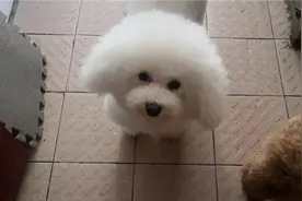 狗狗被咬伤，化脓该如何处理#狗狗生病 #狗狗受伤视频封面