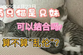 两只猫是兄妹，可以结合吗？算不算“乱伦”呢？视频封面