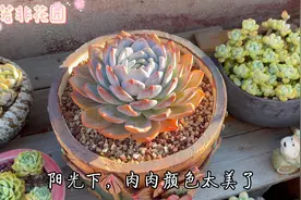 终于出太阳了，秋天的太阳又叫秋老虎，肉肉们也要小心晒伤