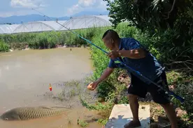 桃子钓鲤鱼就是好钓，上鱼全程实拍，一起来看看吧