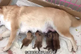 刚出生的4只小柴犬，狗妈精心照顾累得倒头就睡，母爱太伟大了！