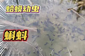 野外农田里蛤蟆产的卵像猪大肠，孵化的蝌蚪却是黑色！