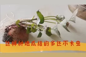 地瓜这样育苗和栽种，结的多还不长虫，关键是不花一分钱，值！视频封面
