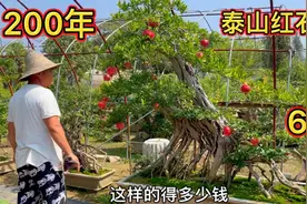 山东枣庄作为“中国最大的石榴”盆景基地，都有什么好货？来看看视频封面