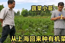 小周参观菜园，得知老板原来是沪漂，今年回农村种蔬菜视频封面