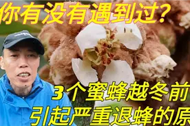 蜜蜂越冬前严重退蜂，究竟是什么原因引起的？听七哥怎么说吧视频封面