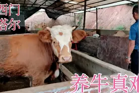 农户圈养13头杂交牛，被通知不准养，又舍不得卖掉，这该如何是好视频封面