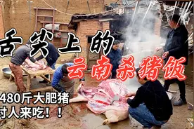 云南曲靖农村杀猪饭，480斤的大肥猪刚倒下，全村人找上门来？视频封面