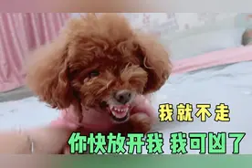家里四个床不睡，非要跟主人挤在一起，你家狗也这样吗