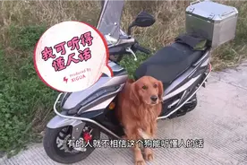 大金毛遇到多年老友，忍不住伸手摸一下，结果狗子发飙了。