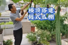 三妹家楼顶菜园种瓜果，自建永久性链式瓜棚架，安全耐用视频封面